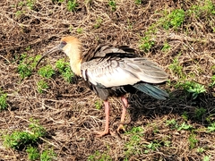 Theristicus caudatus