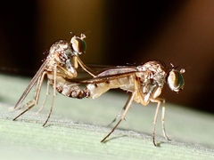 Dolichopodidae