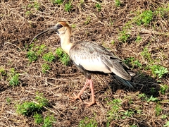 Theristicus caudatus