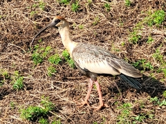 Theristicus caudatus