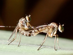 Dolichopodidae