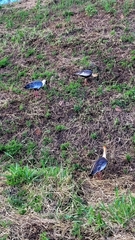 Theristicus caudatus