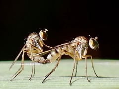 Dolichopodidae