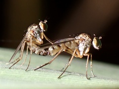 Dolichopodidae