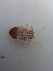 Phellopsylla formicosa