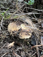 Suillus fuscotomentosus