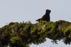 Malimbus rubricollis