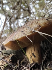 Suillus fuscotomentosus