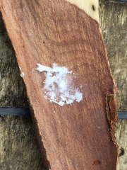 Phellopsylla formicosa