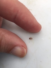 Phellopsylla formicosa