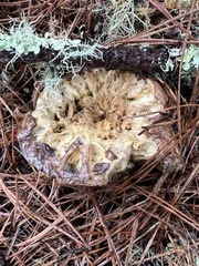 Suillus fuscotomentosus