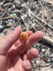 Cypraecassis testiculus