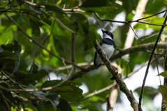 Platysteira castanea
