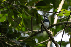 Platysteira castanea