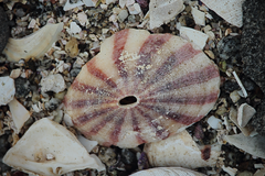 Fissurella maxima