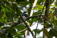 Platysteira castanea
