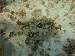 Urobatis jamaicensis