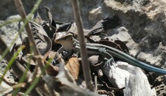 Pholidoscelis auberi