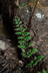 Cheilanthes hypoleuca