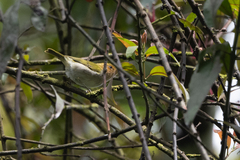 Phylloscopus laetus