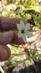 Sisyrinchium micranthum