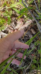 Sisyrinchium micranthum