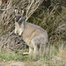 Western Brush Wallaby - Photo (c) Jeff Harding, some rights reserved (CC BY-NC), uploaded by Jeff Harding