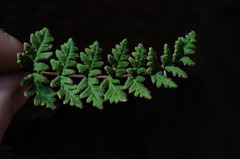 Cheilanthes hypoleuca