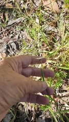 Sisyrinchium micranthum