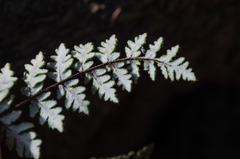 Cheilanthes hypoleuca