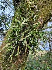 Lepisorus monilisorus