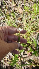 Sisyrinchium micranthum