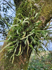 Lepisorus monilisorus