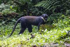 Allochrocebus lhoesti