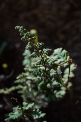 Cheilanthes hypoleuca