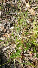 Sisyrinchium micranthum