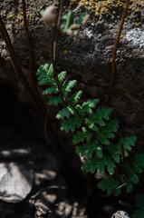 Cheilanthes hypoleuca