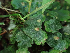 Conocephalum conicum