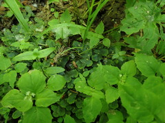 Conocephalum conicum