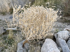 Mentzelia involucrata