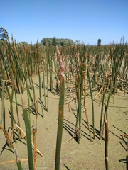Eleocharis sphacelata