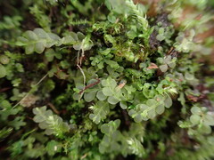 Chiloscyphus polyanthos