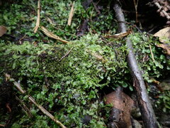 Chiloscyphus polyanthos