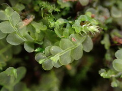 Chiloscyphus polyanthos