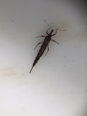 Idolothrips spectrum