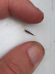 Idolothrips spectrum