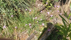 Patersonia occidentalis