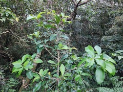 Ardisia sieboldii