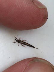 Idolothrips spectrum