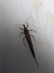 Idolothrips spectrum